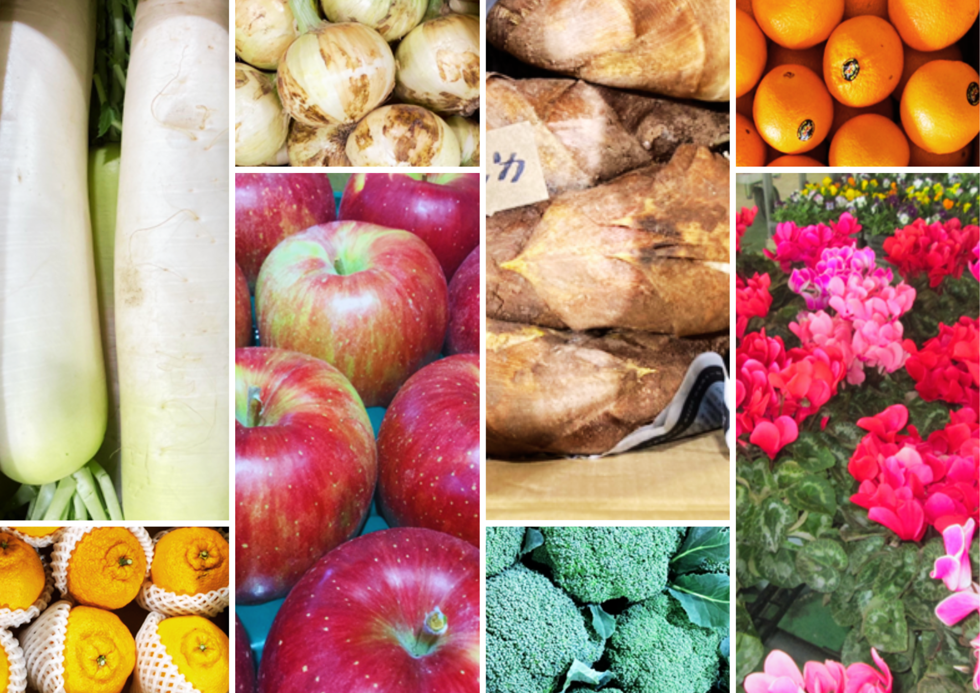 香川県中部青果の市場風景