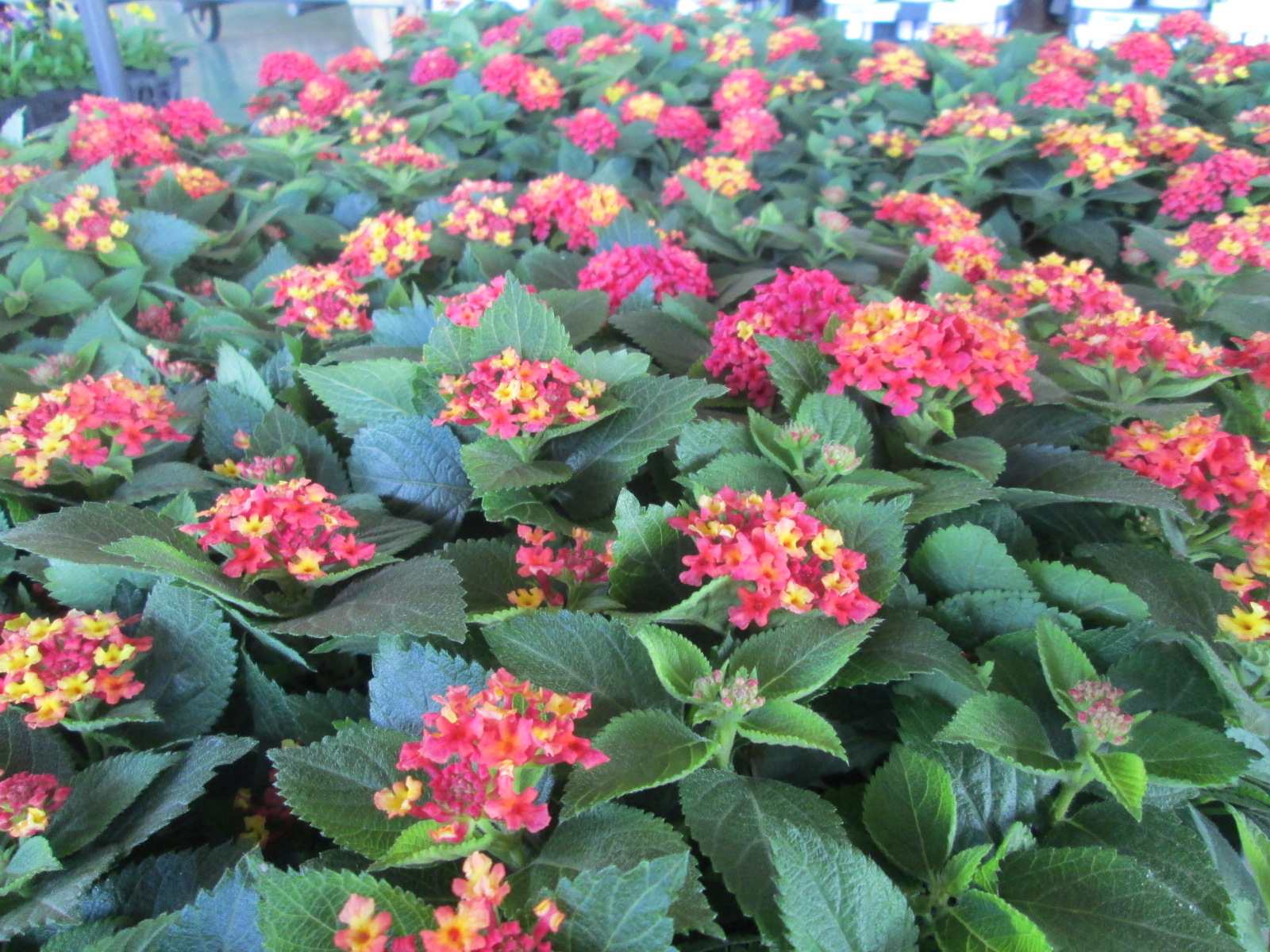 花卉部ギャラリー画像1