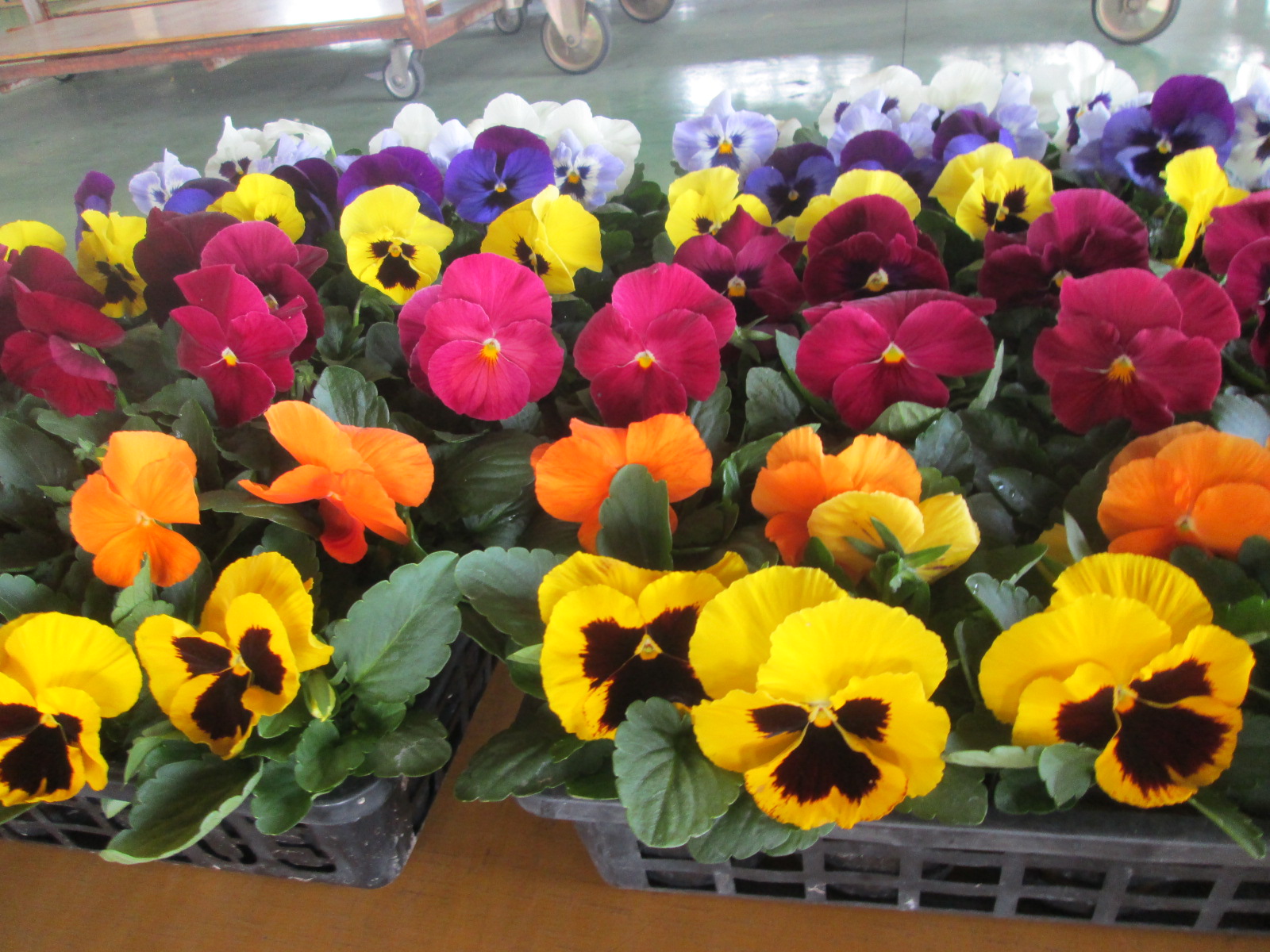 花卉部ギャラリー画像2