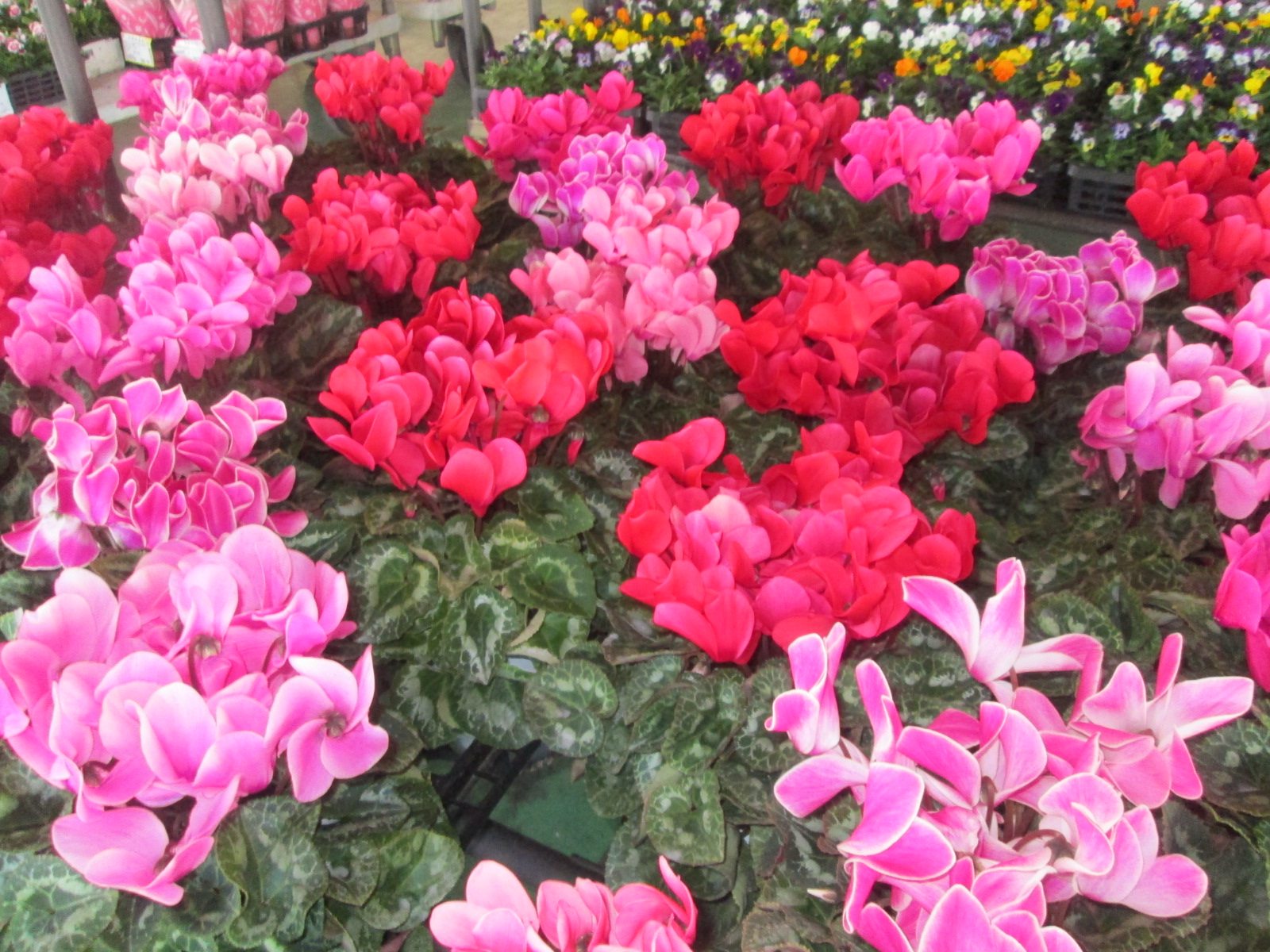 花卉部ギャラリー画像3