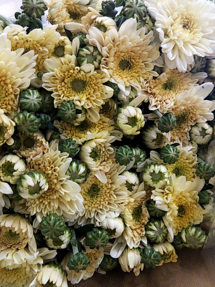 花卉部ギャラリー画像5