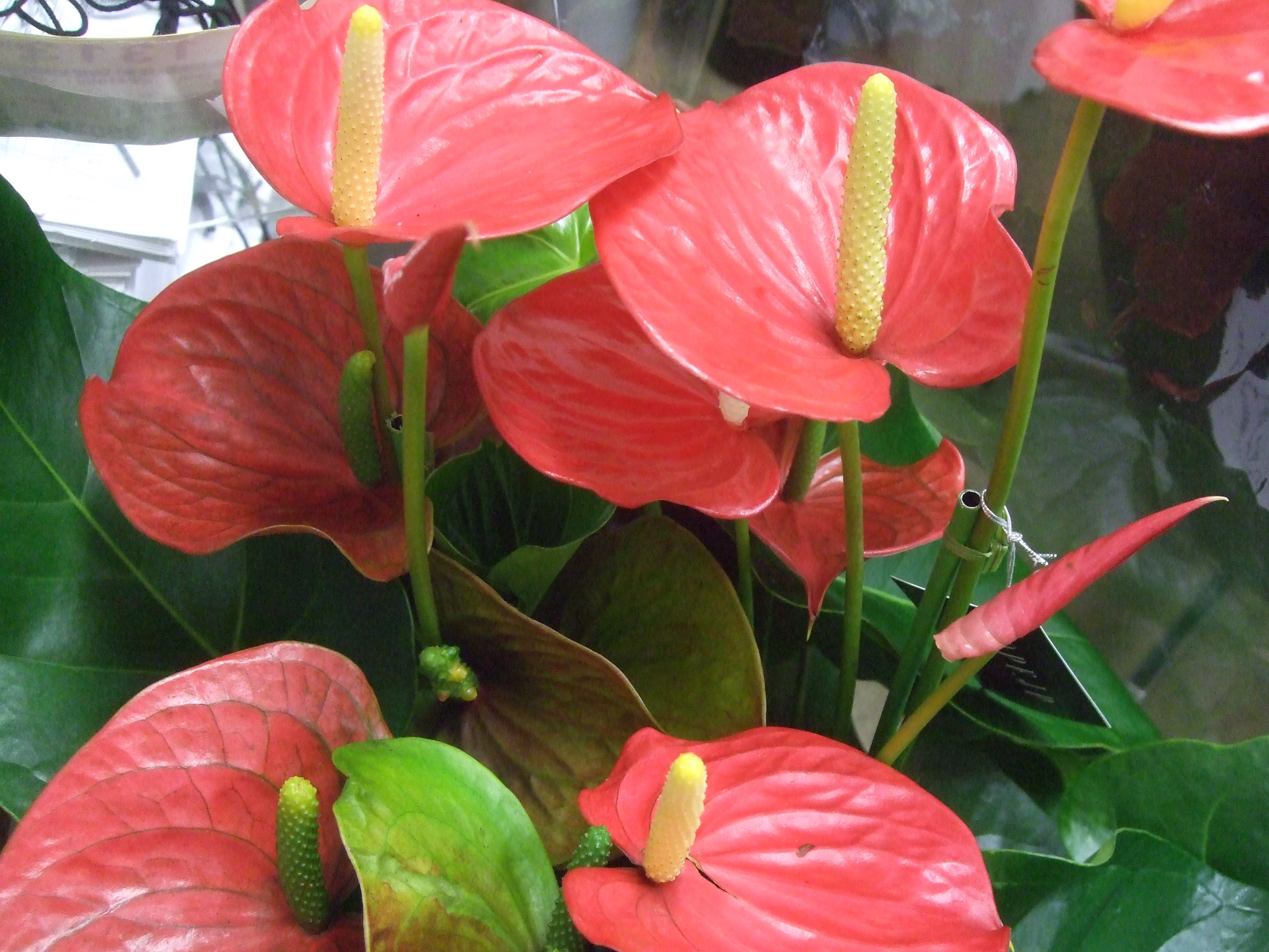 花卉部ギャラリー画像6