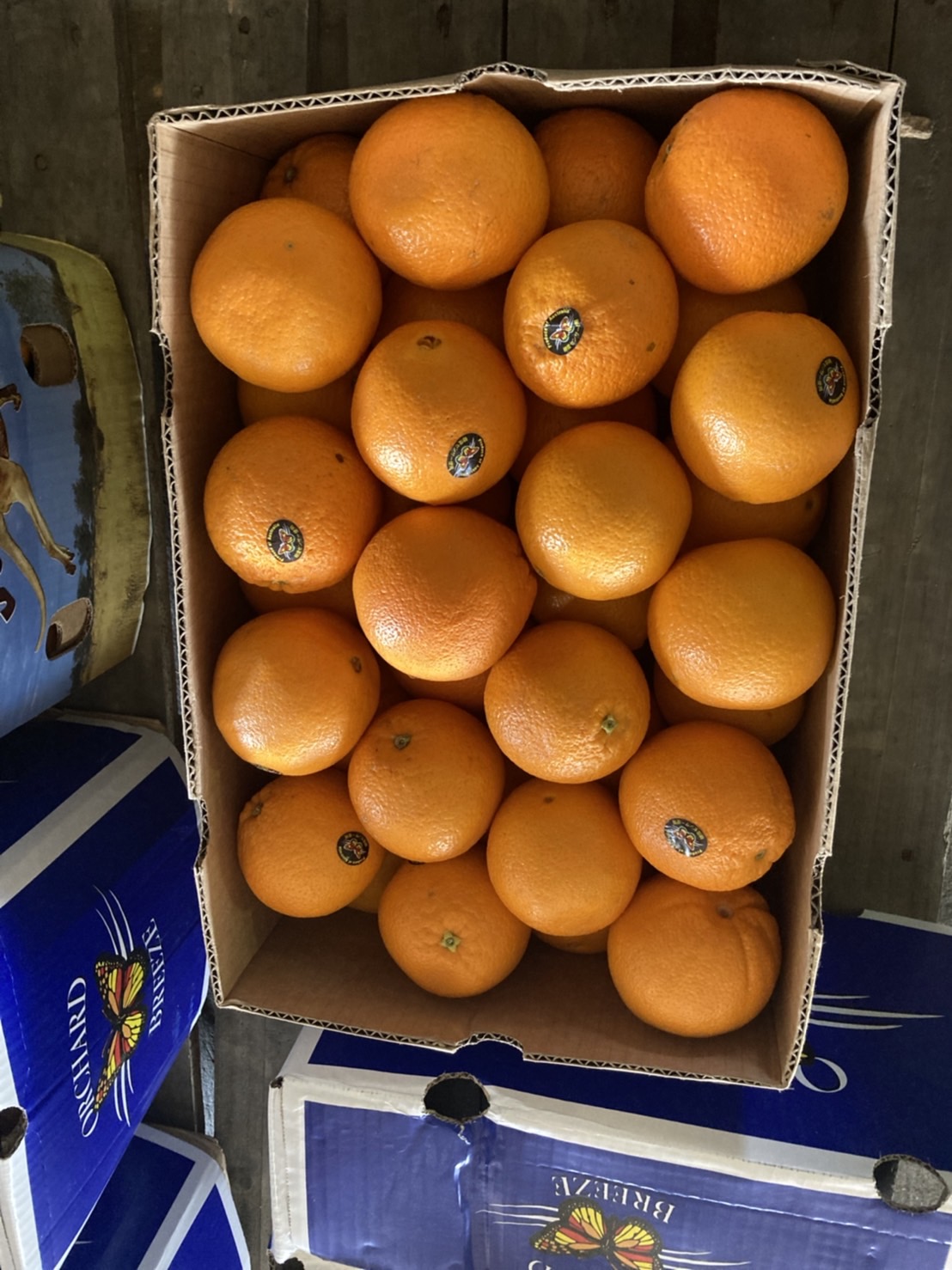 果実部ギャラリー画像3