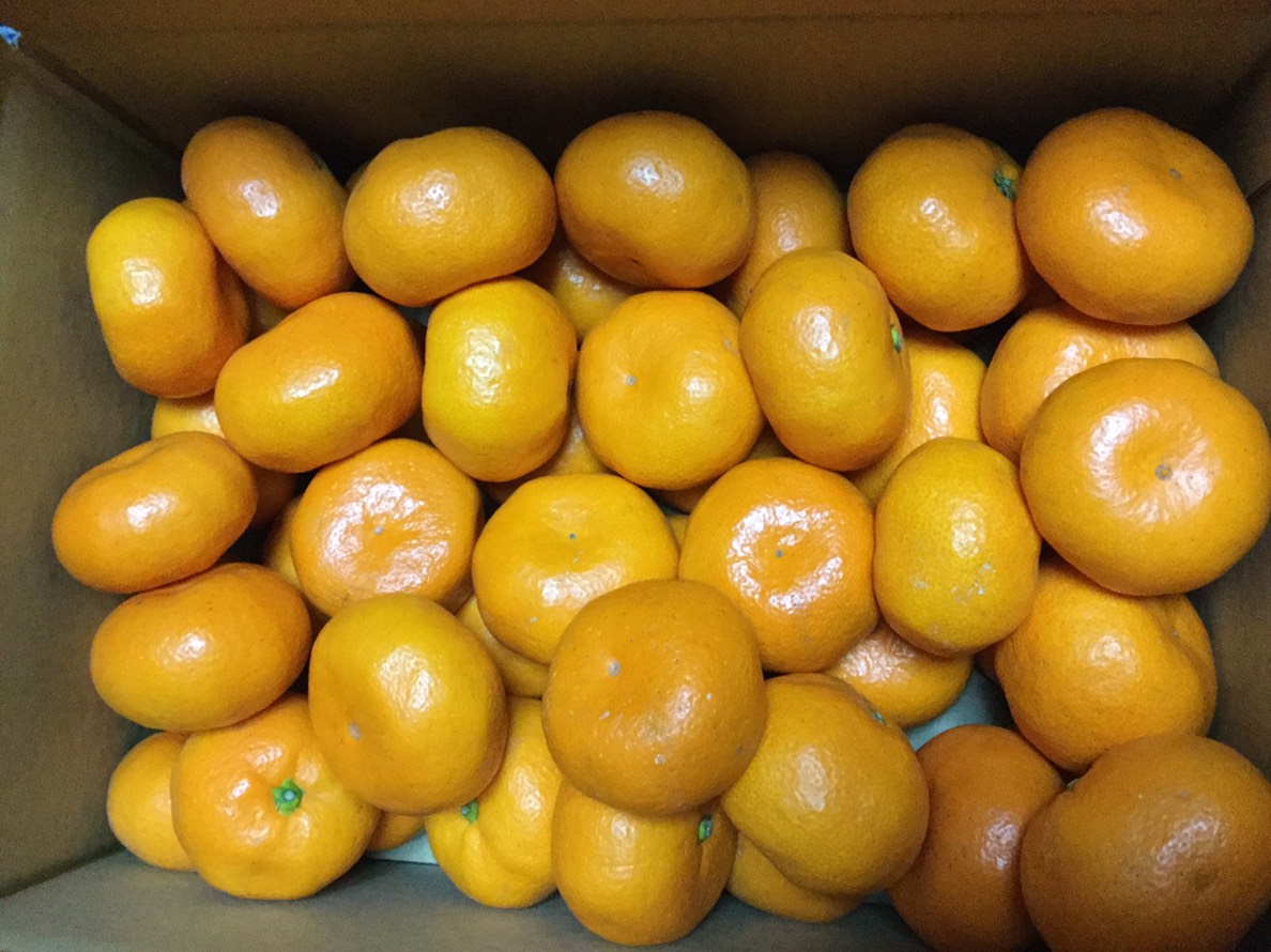 果実部ギャラリー画像5