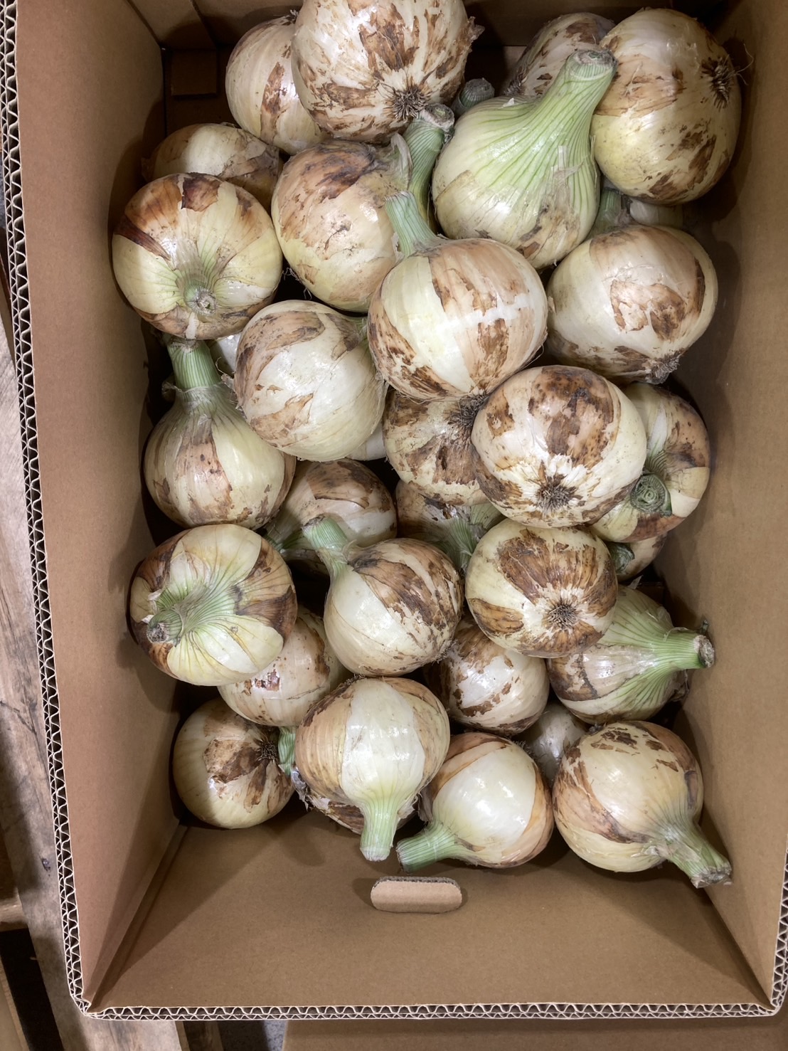 蔬菜部ギャラリー画像1