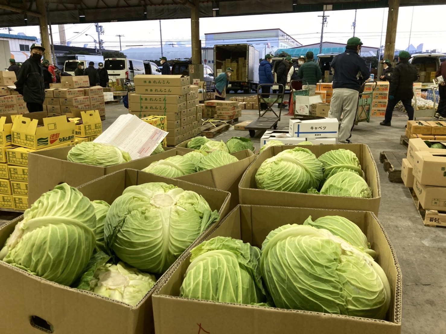 蔬菜部ギャラリー画像2